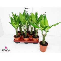 P. Dracena Hol. Frag Steudneri. 11/40cm  x8 1Tallo