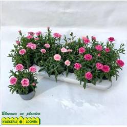 P. Clavel/Dianthus Hol. Osc Mix 10.5/20cm "CC12"