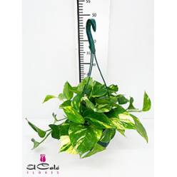 P. Pothos Nac. Colgante 20�