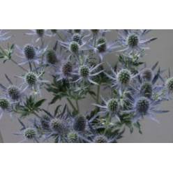 Eryngium Hol. Blue Lagoon 50cm