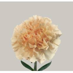 Clavel Nac. 70cm Crimea Cr