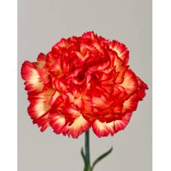 Clavel Nac. 70cm Zenith Nj.