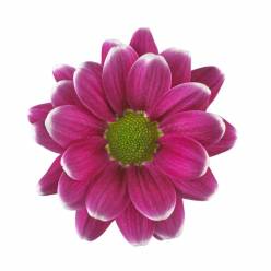 Margarita Nac. Alamos 65gr