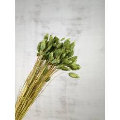 Phalaris Seco Verde Oscuro 60cm 100g
