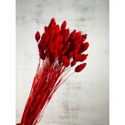 Phalaris Seco Rojo 60cm 100g
