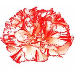 Clavel Nac. 70cm Carola