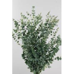 Eucalipto Italia Gunnii 70cm 250gr