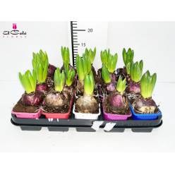 P. Jacintos Mixto 5Kl 1-flor 7/15cm "CC20"