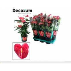 P. Anthurium An Maine 17/65cm x6  +5Flores (Decorum)