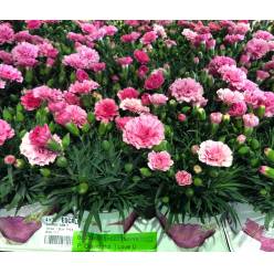 P. Clavel Hol. I Love U 10.5/20cm "CC15"