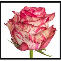 Rosa Ecu. Magic Times 60cm Bic.