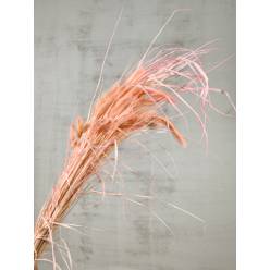 Setaria Seca Natural Rosa Claro 90cm 100g