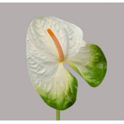 Anthurium Hol. Acropolis Groen �13  "CC12"