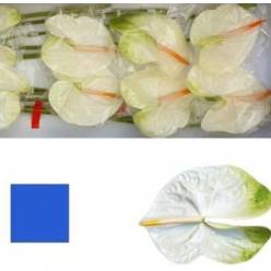 Anthurium Hol. Acropolis Groen 15  "CC10"