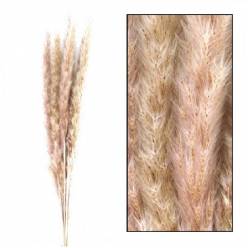 Plumas Pampa Jaxx Nature Seco Natural 65-75cm (6 Tallos)