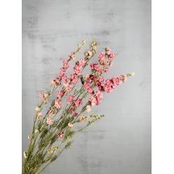 Delphinium Seco Rosa 70cm