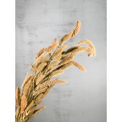 Setaria Seca Natural 40g 52cm