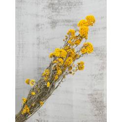 Sanfordii Seco Amarillo 40g 50cm