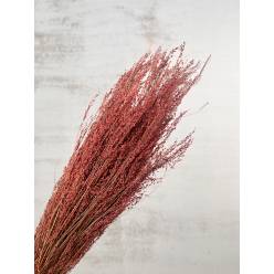 Star Grass Seco Rosa Claro 50cm 110g
