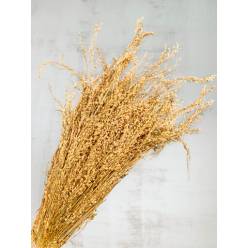 Star Grass Seco Ocre 50cm 110g
