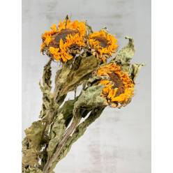 Girasol Seco Natural (3 Tallos)