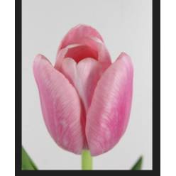 Tulipan Hol. Tresor 40cm Rs.