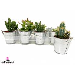 P. Cactus Mixto+Maceta zinc 9.5/10cm "CC12"