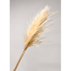 Cortaderia Hol. Se Evita 120cm x5