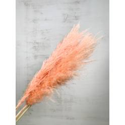 Cortaderia Hol. Tintado Salmon 120cm x5