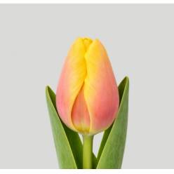 Tulipan Hol. Marit 35cm Rs.