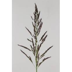 Pennisetum Viol Umbrella 80cm