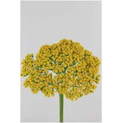 Achilea Hol. Park Variety 75cm (7 Dias-2)