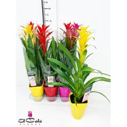 P. Guzmania Mixta 14/60cm Decorum +Ceramica "CC6"