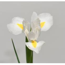 Iris White Magic 60cm 30gr