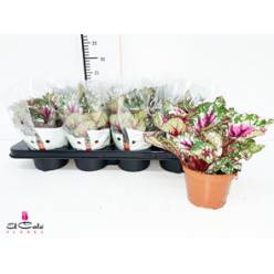 P. Begonia Bel Mix 12/25cm "CC8"