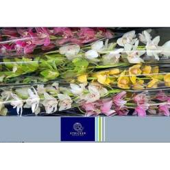 Cymbidium Mixta 80cm " Stricker  "
