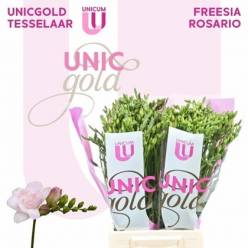 Fresia Hol. Rosario 50cm 25gr  "T50" Rs.
