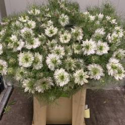 Nige D. Mystery White 70cm