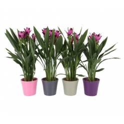 P. Curcuma Al Siam Splash 14/60cm "CC4"