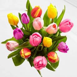Tulipan Hol. Popurri 30cm "T50"
