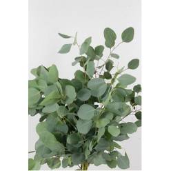 Eucalipto Italia Populus 70cm 200gr
