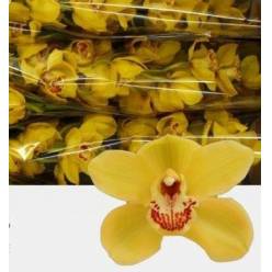 Cymbidium Diona 80cm Am.