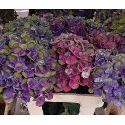 Hortensia Hol. Charlottte 60cm �16/18 Bic.