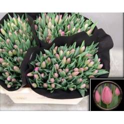 Tulipan Hol. Molto Amata 35cm Rs.