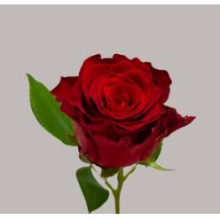 Rosa Hol. Rhodos 40cm Rj.