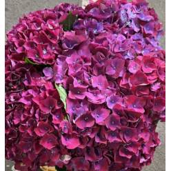 Hortensia Hol. Mon Amour Pars 60cm �16/18 Morado