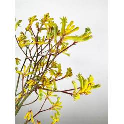 Anigozanthos Nac. Amarillo 90cm