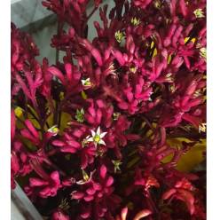 Anigozanthos Nac. Rojo 90cm