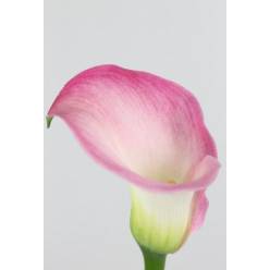 Calla Captain Alma 50cm Rosa