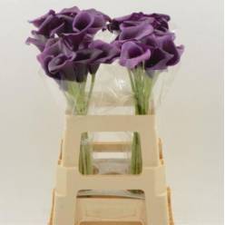 Calla Durban 60cm Mo.